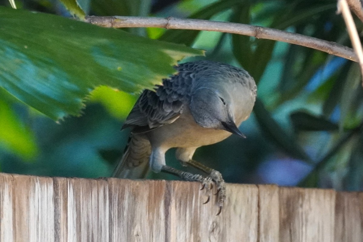 Great Bowerbird - ML590908041