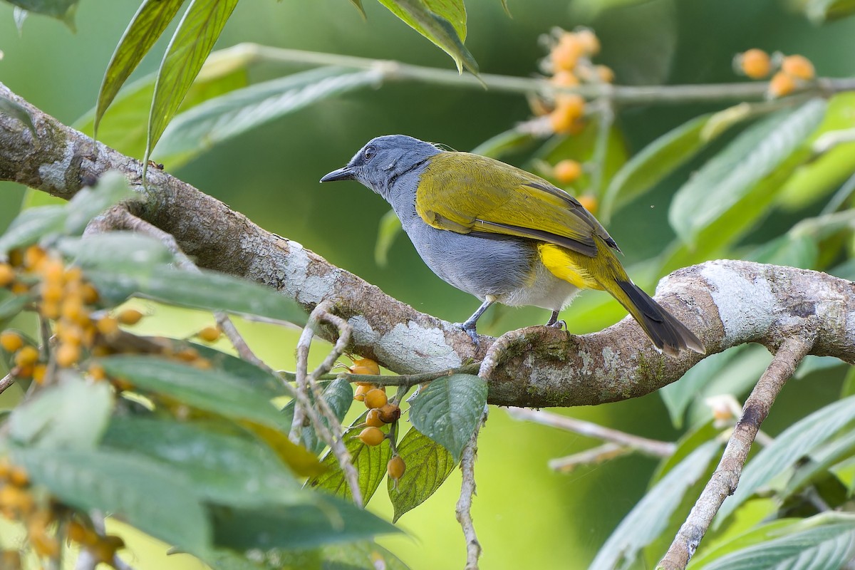 Gray-bellied Bulbul - ML590908121
