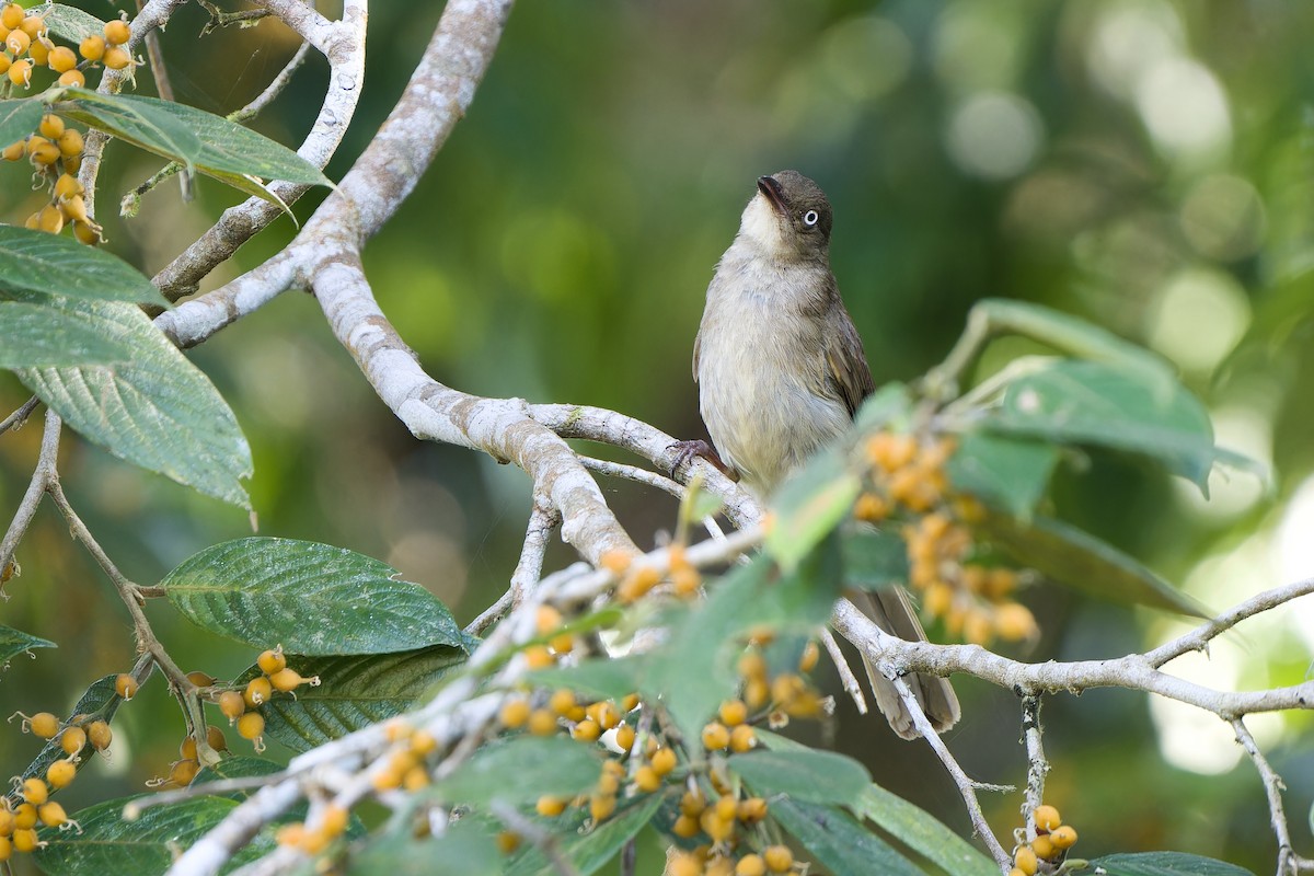 Bulbul aux yeux blancs (simplex/halizonus) - ML590908131