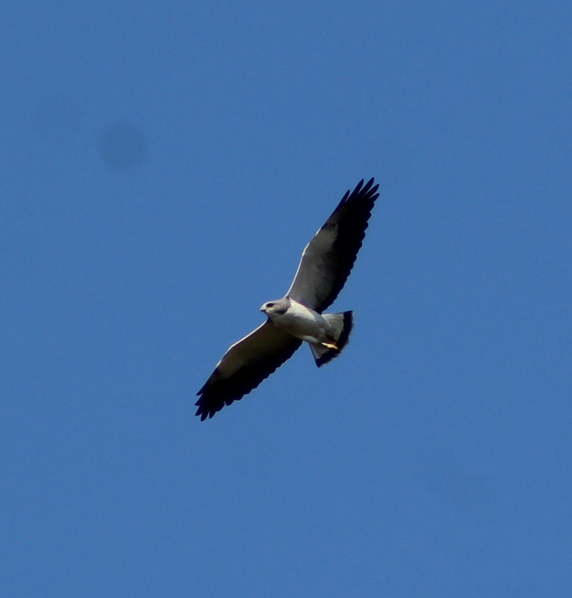 White-tailed Hawk - ML590908141