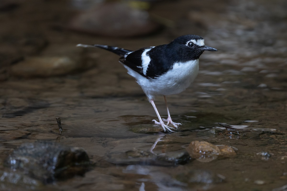 Black-backed Forktail - Wasu Vidayanakorn