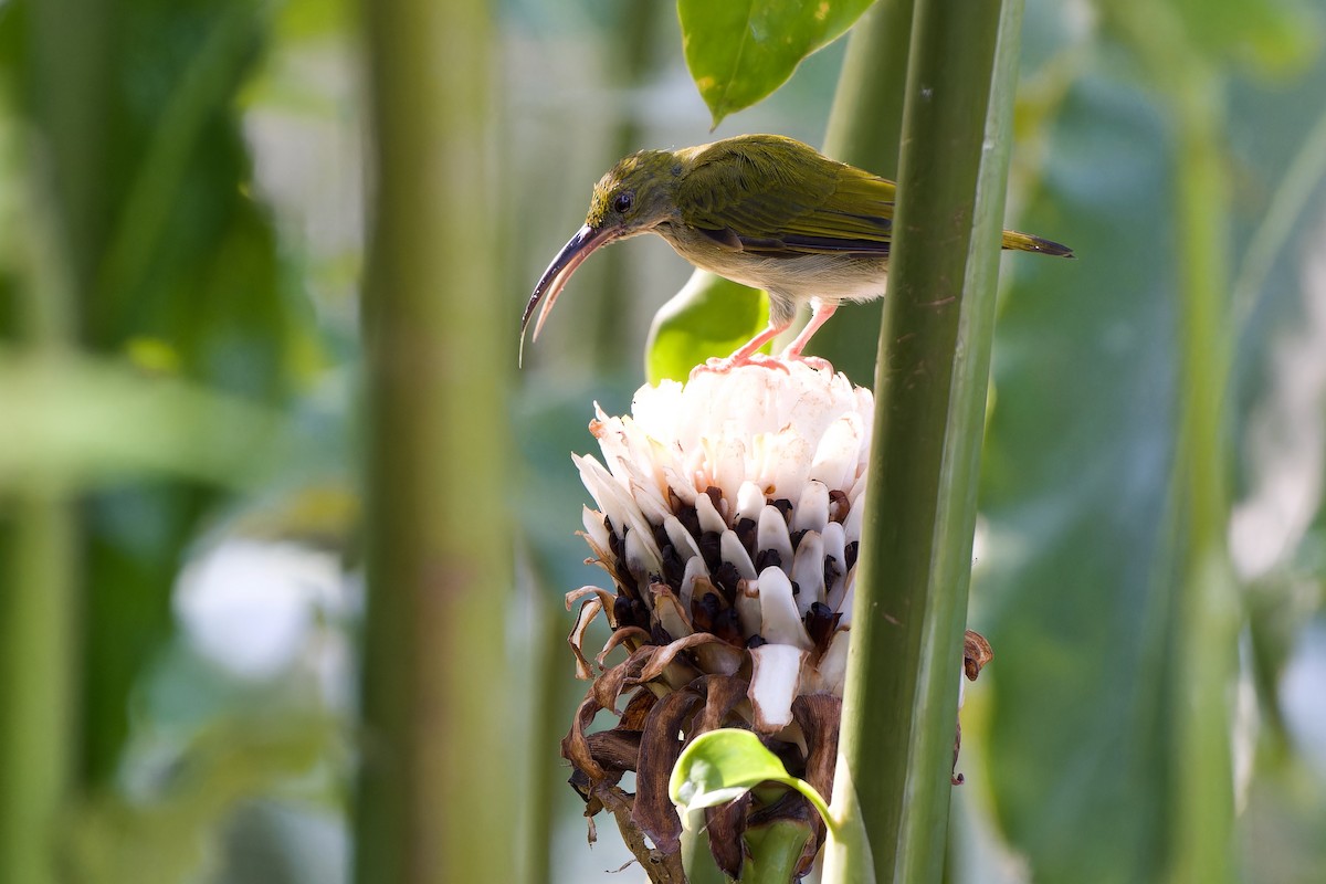 Gray-breasted Spiderhunter - Sam Hambly