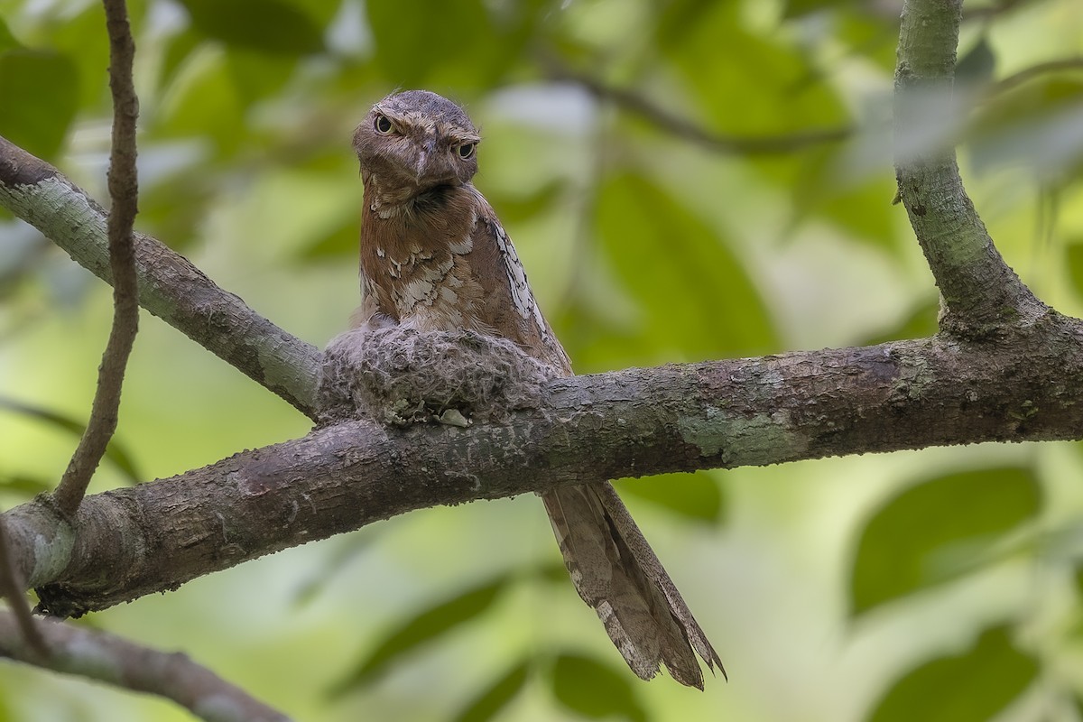 Blyth's Frogmouth - Wasu Vidayanakorn