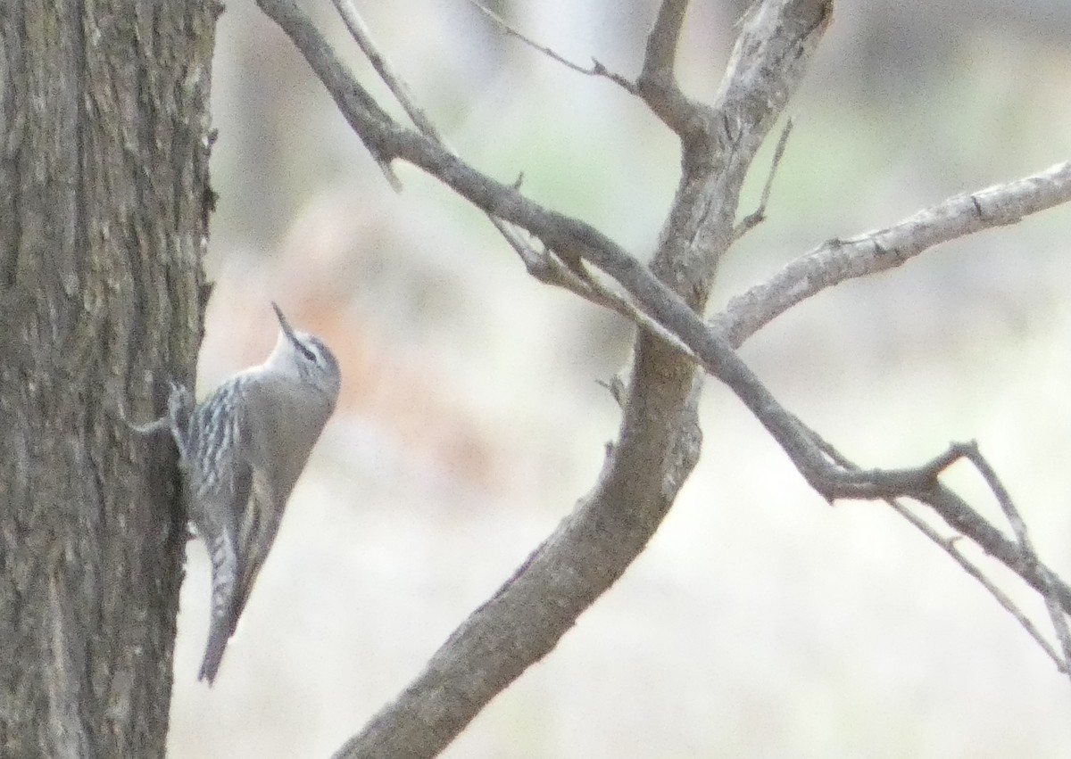 White-browed Treecreeper - ML590908221