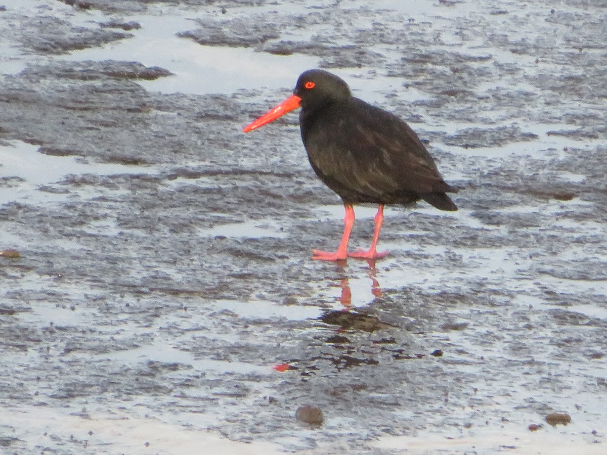 Sooty Oystercatcher - ML590908871