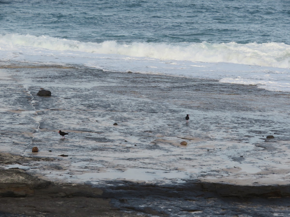 Sooty Oystercatcher - ML590908881