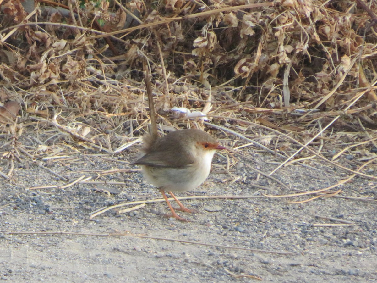 Superb Fairywren - Christine D