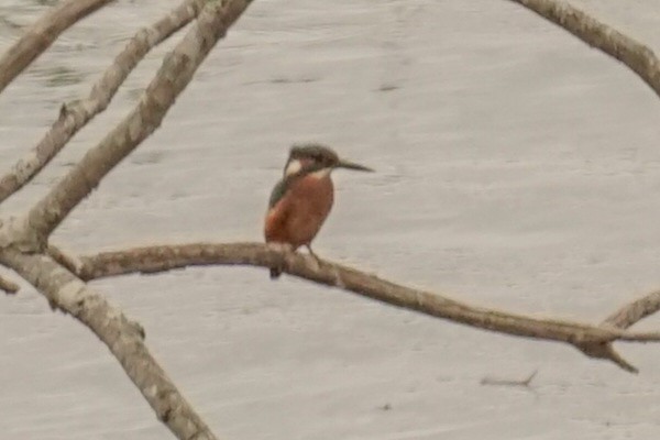 Martin-pêcheur d'Europe - ML590909791