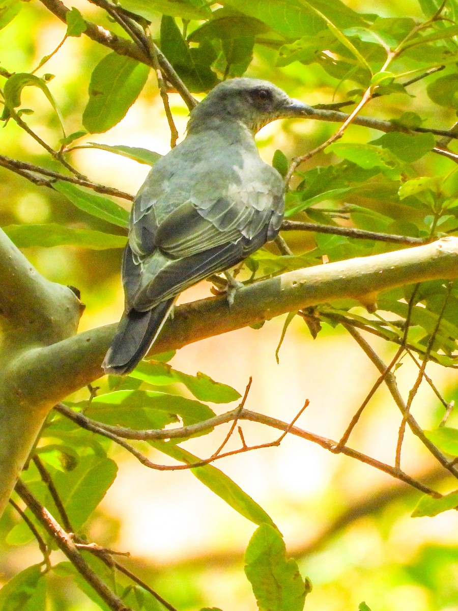 Indian Cuckooshrike - ML590911051
