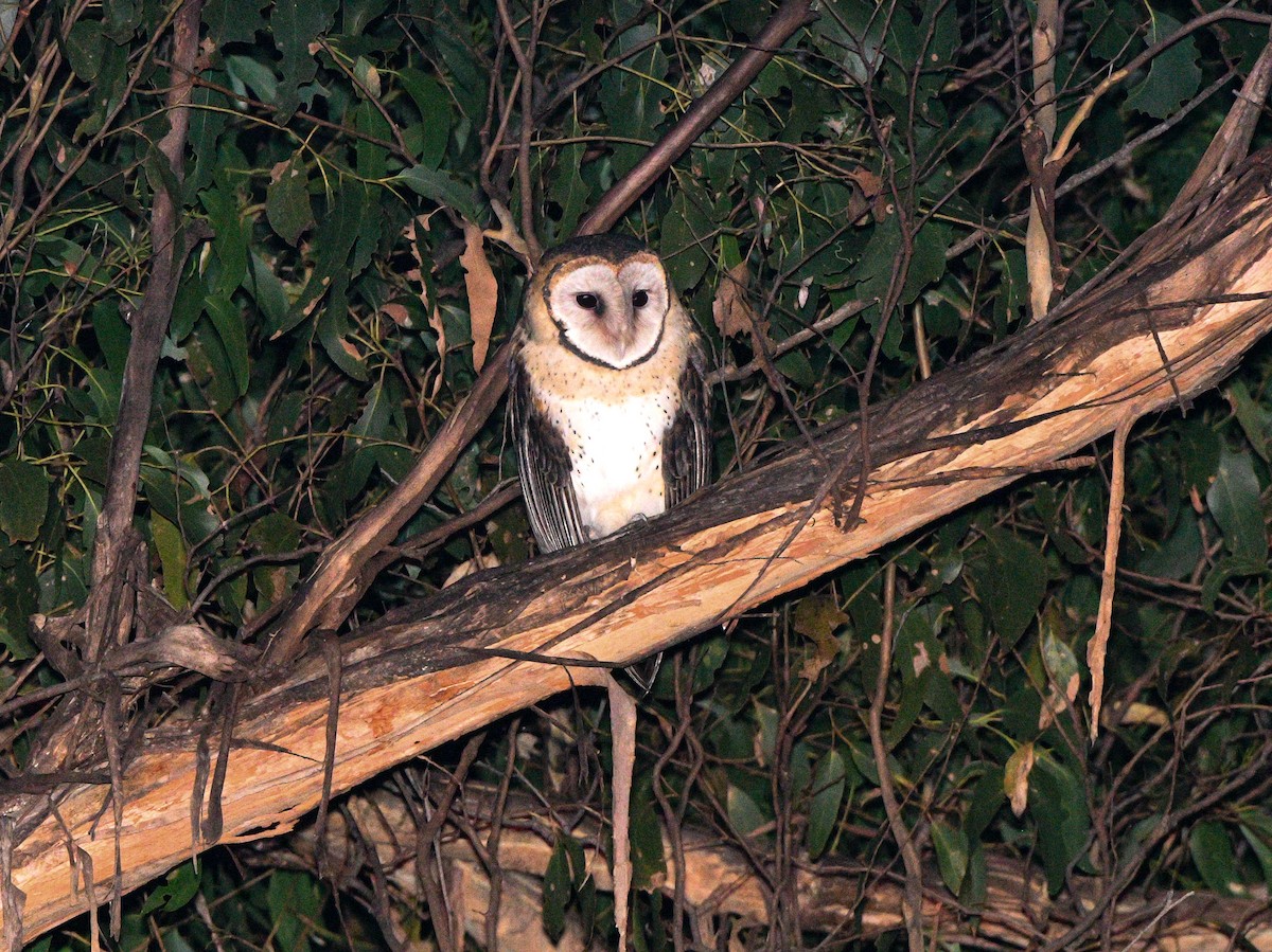 Australian Masked-Owl - ML590911061