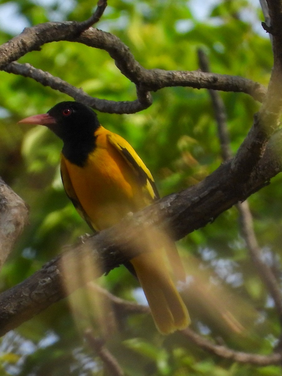 Black-hooded Oriole - ML590911161