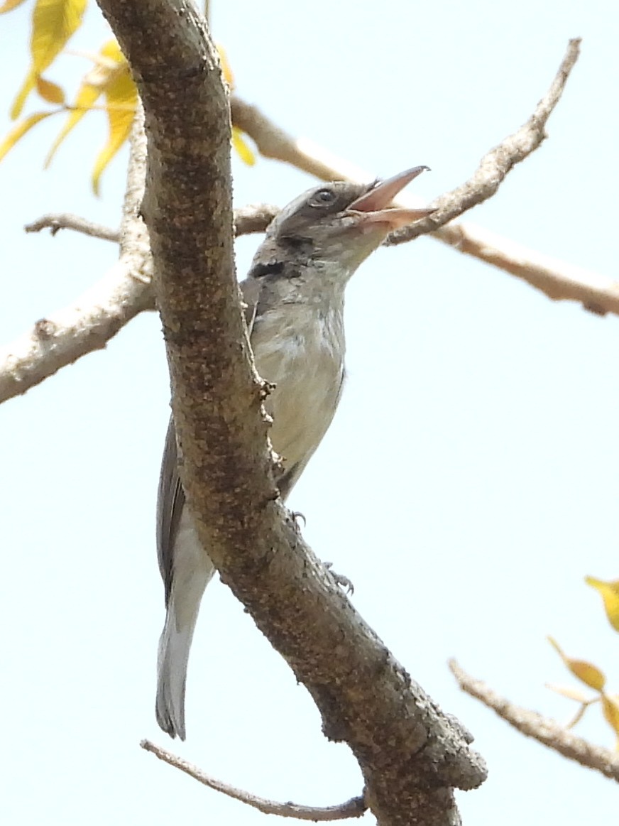 Common Woodshrike - ML590911171