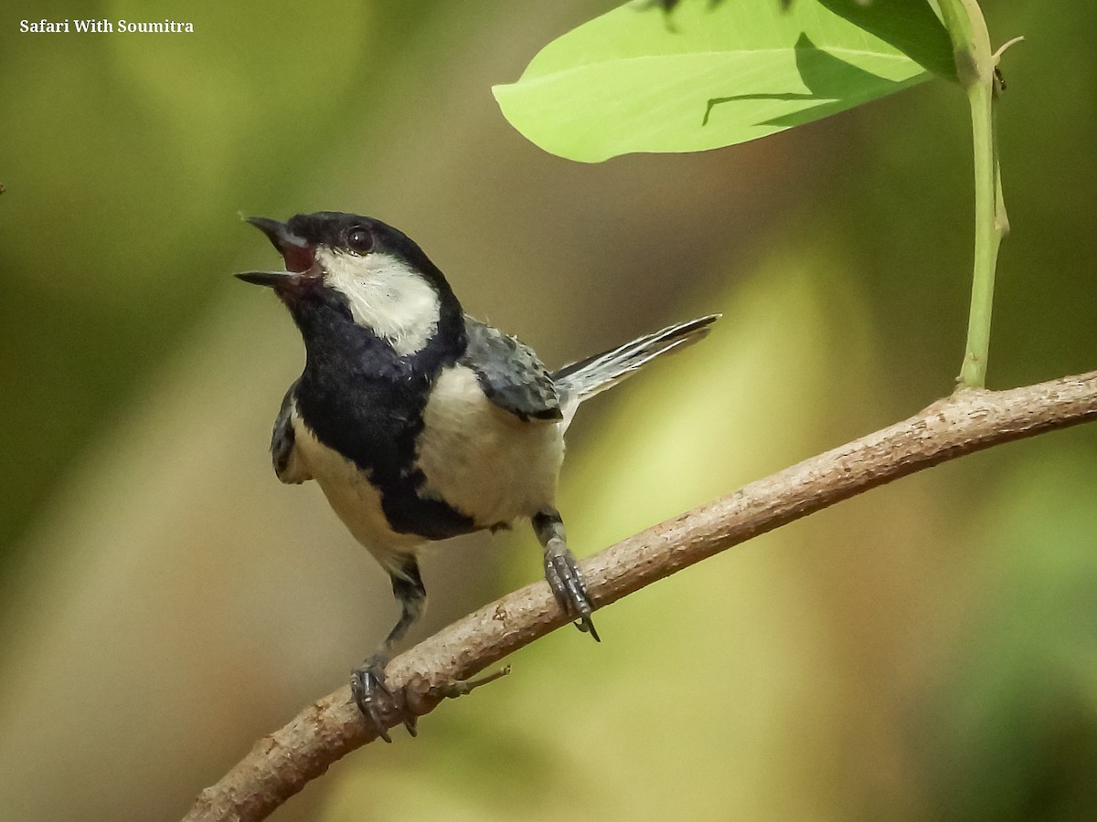 Asian Tit (Cinereous) - ML590911221