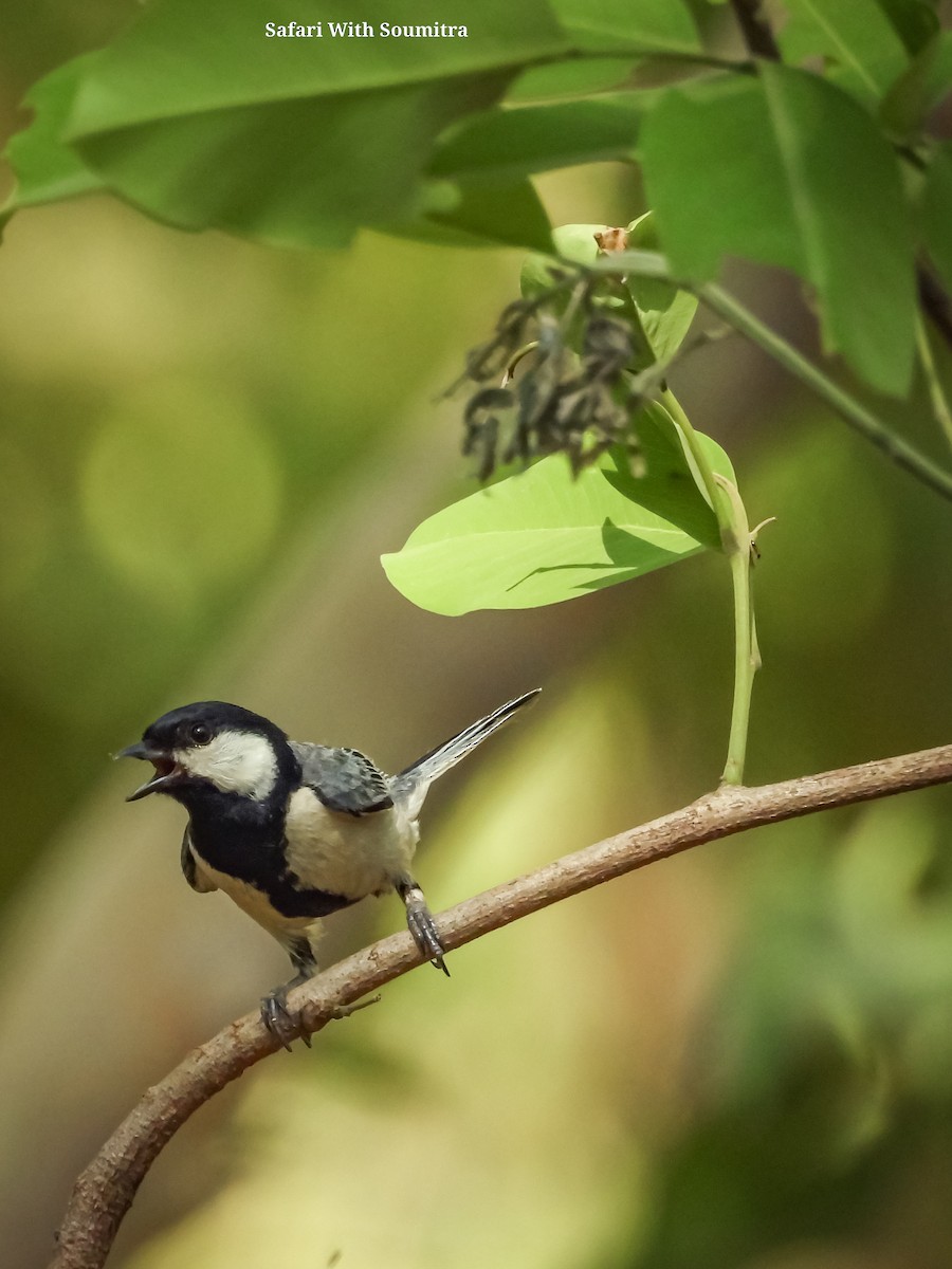 Asian Tit (Cinereous) - ML590911231