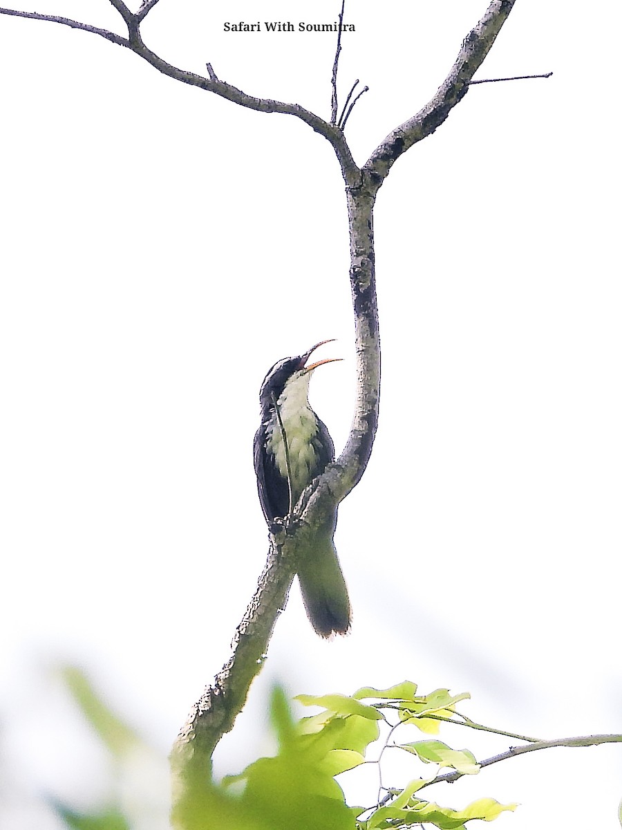 Indian Scimitar-Babbler - ML590911241
