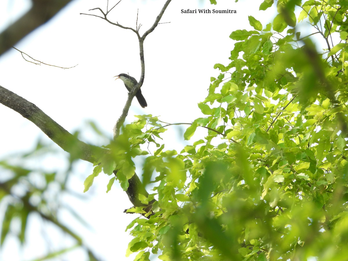 Indian Scimitar-Babbler - ML590911351