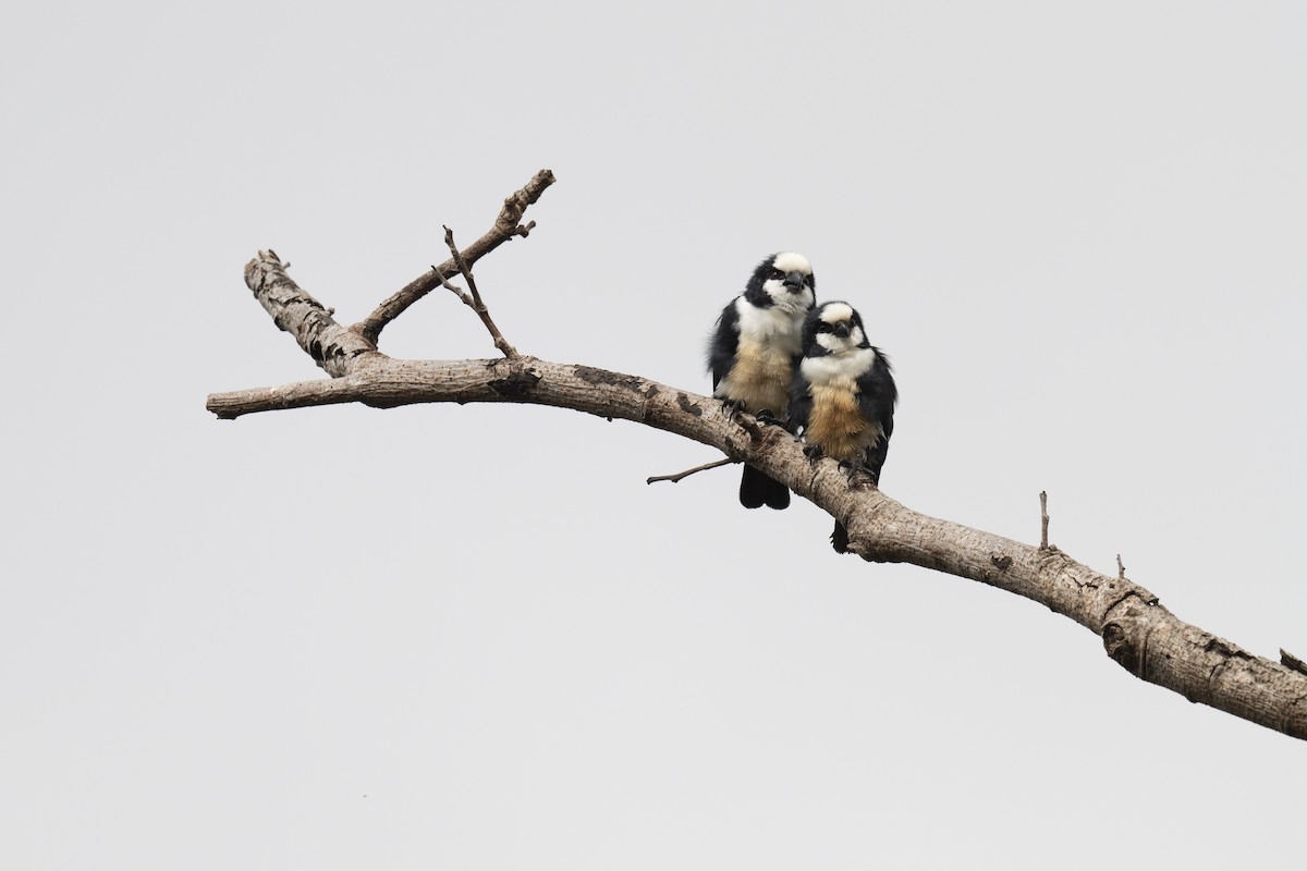 White-fronted Falconet - Elson Chen