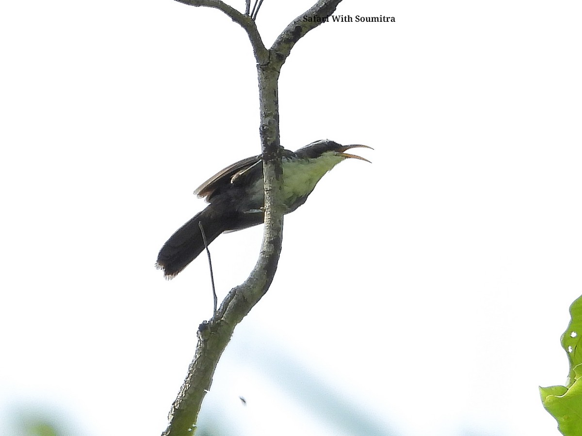 Indian Scimitar-Babbler - ML590911391