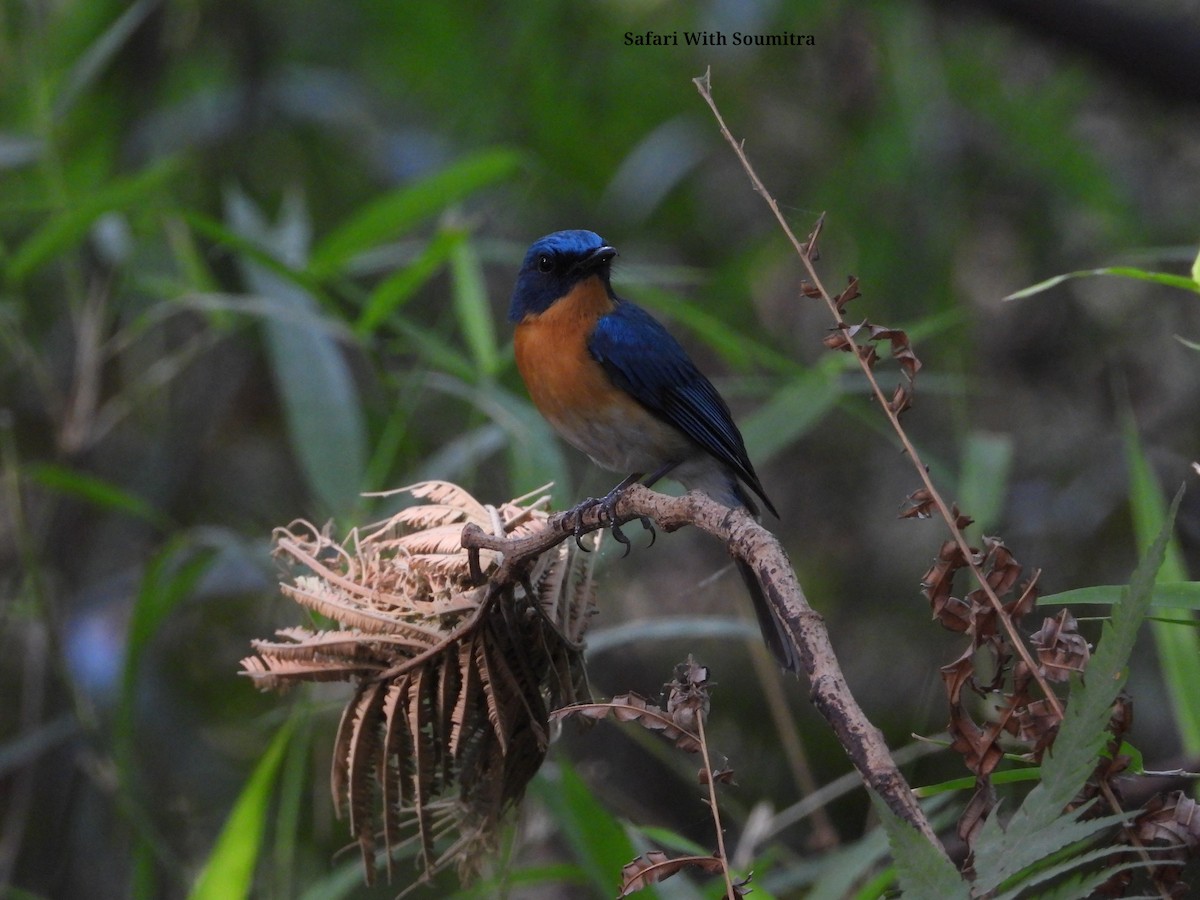 Tickell's Blue Flycatcher - ML590911441