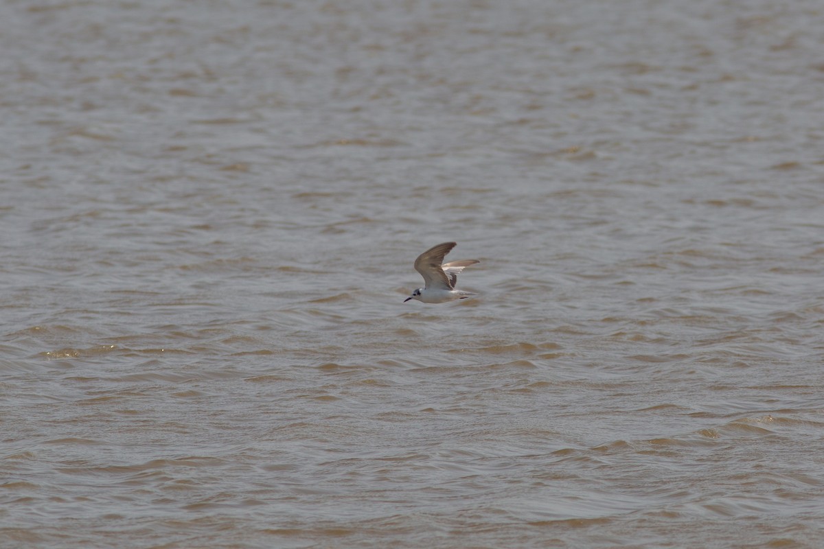 White-winged Tern - ML590912781