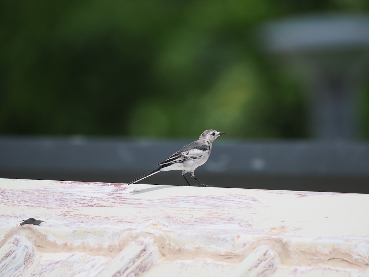 White Wagtail (Chinese) - ML590913171