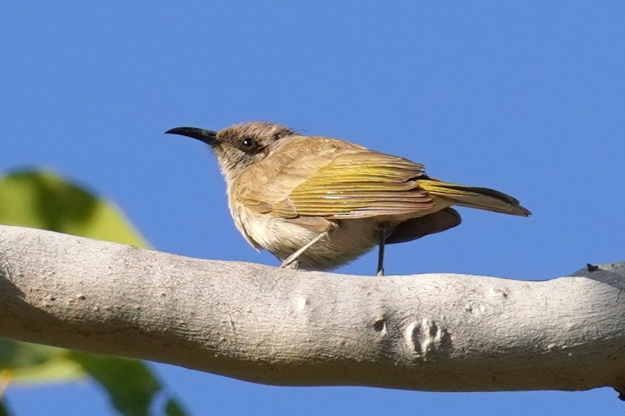 Brown Honeyeater - Ellany Whelan