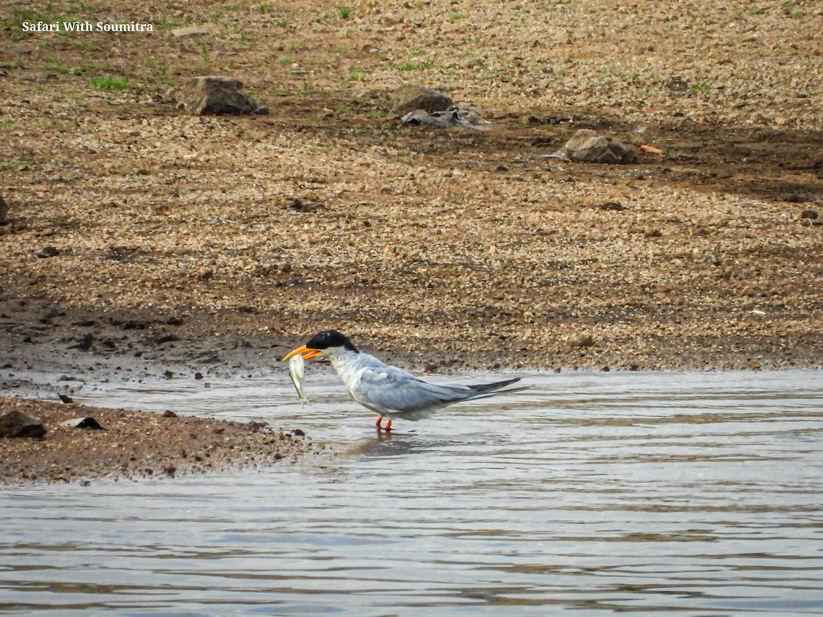 River Tern - ML590913661