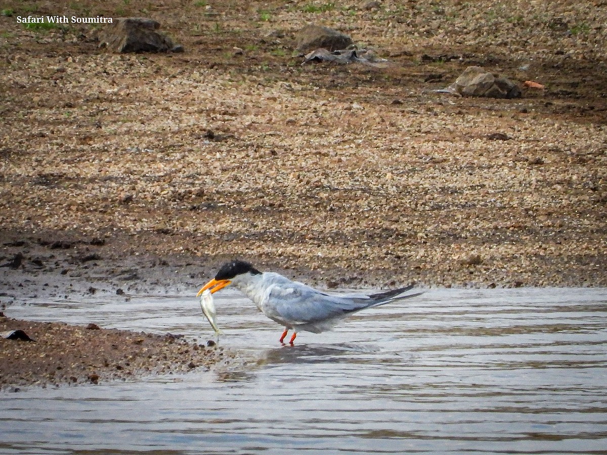 River Tern - ML590913671