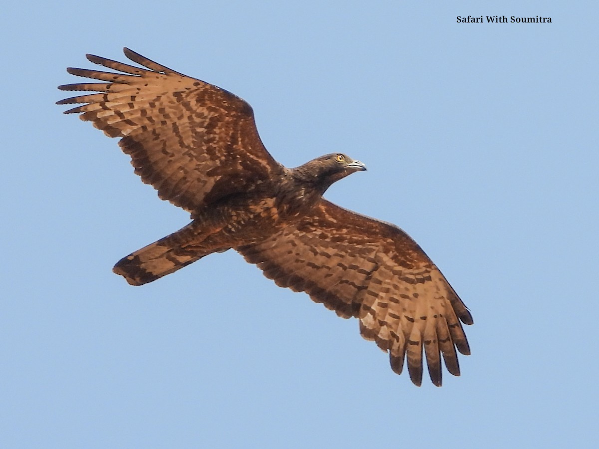 Oriental Honey-buzzard - ML590913771