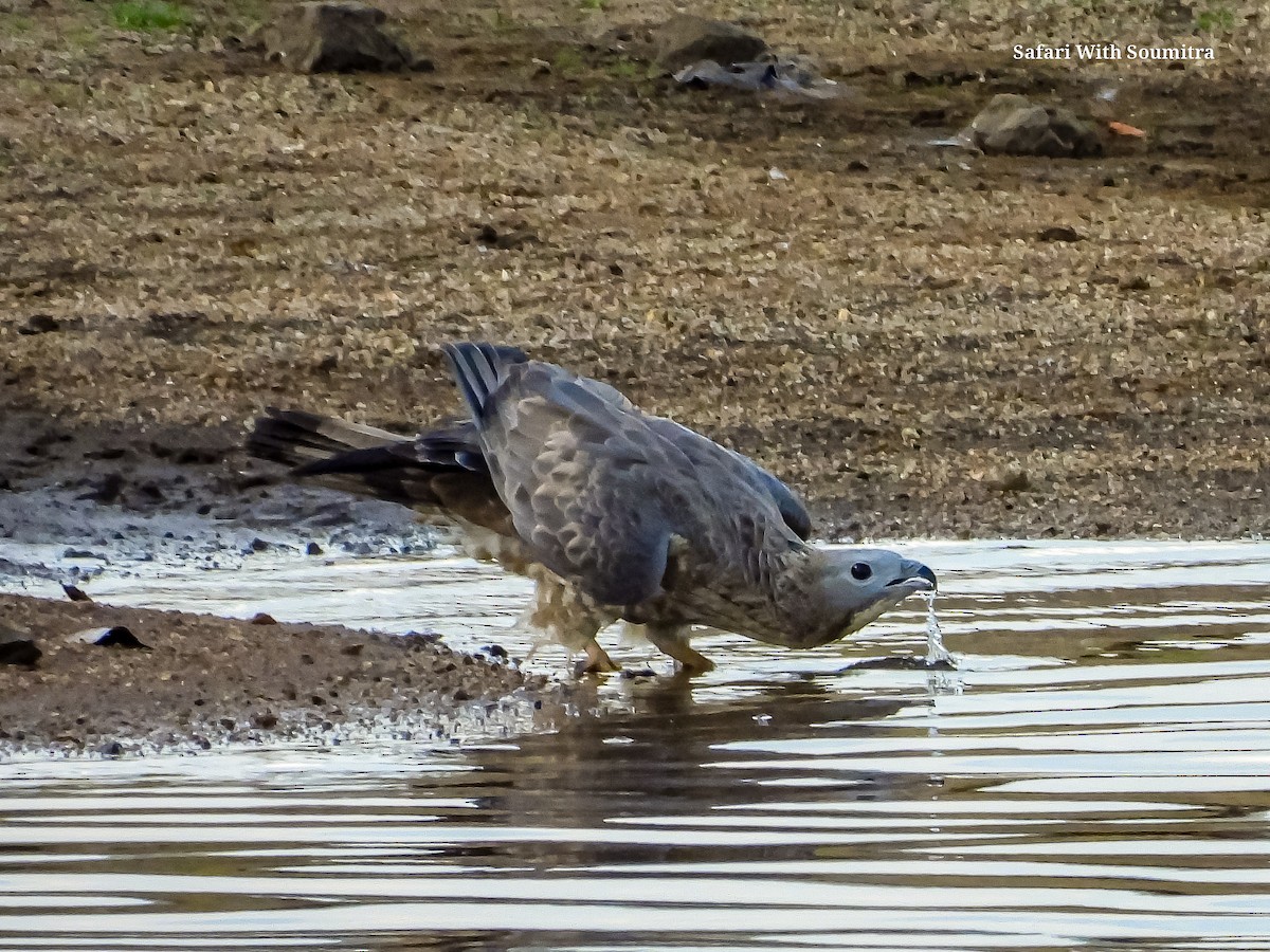 Oriental Honey-buzzard - ML590913781