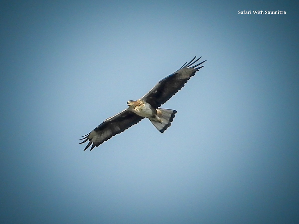 Bonelli's Eagle - ML590913871