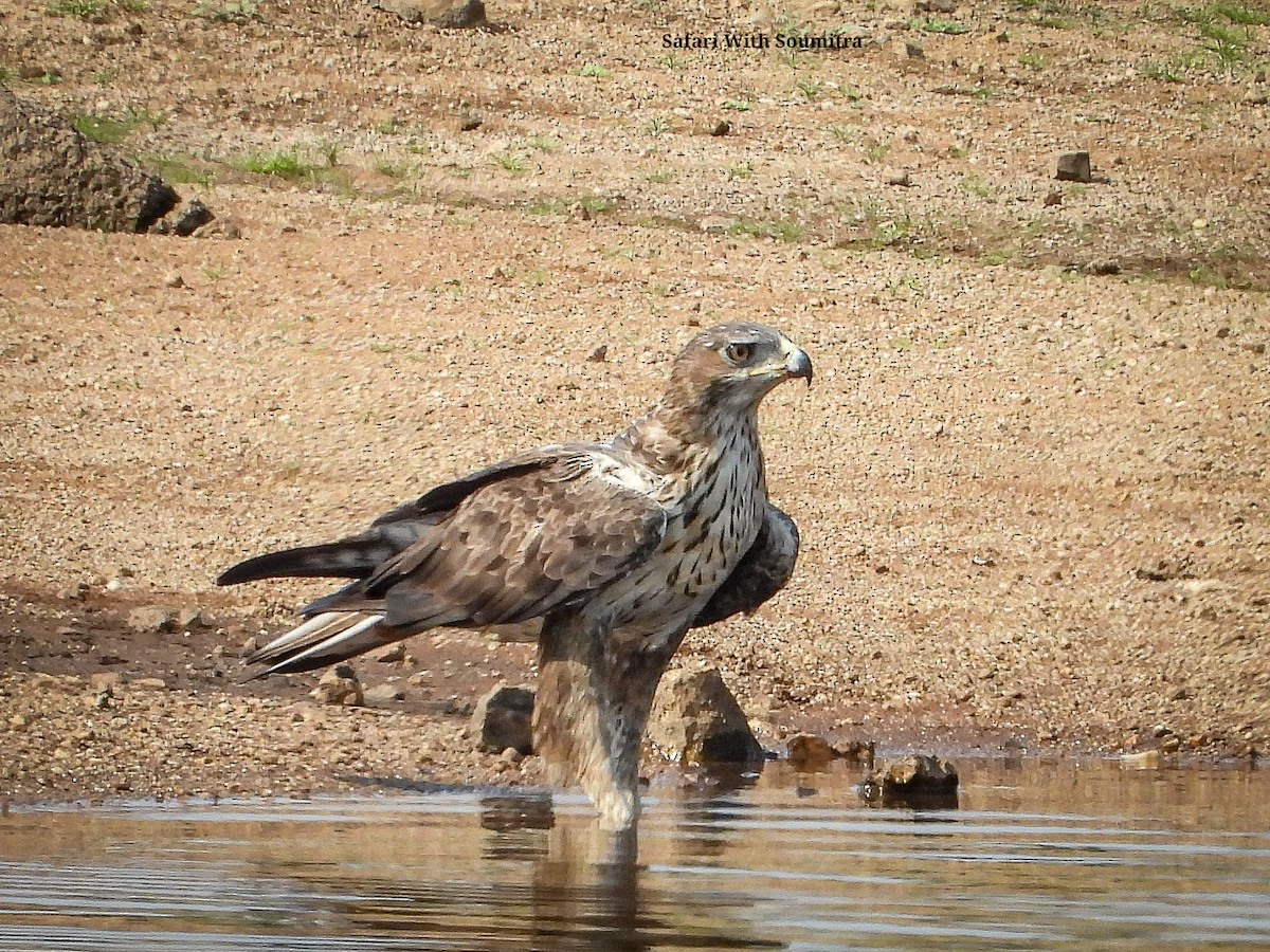 Bonelli's Eagle - ML590913881