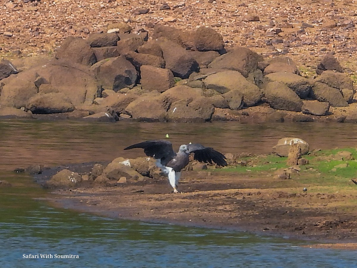 Gray-headed Fish-Eagle - ML590913921