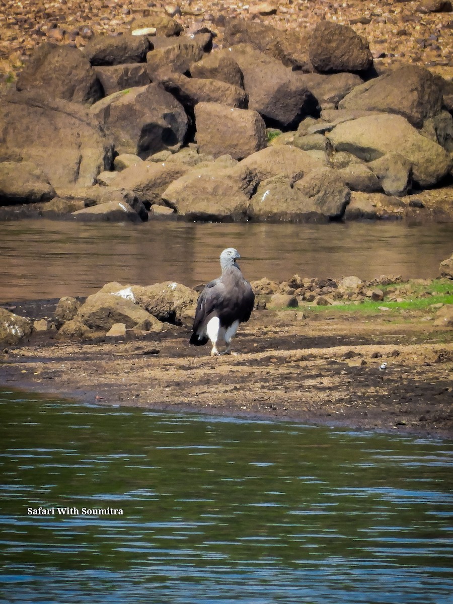 Gray-headed Fish-Eagle - ML590913931