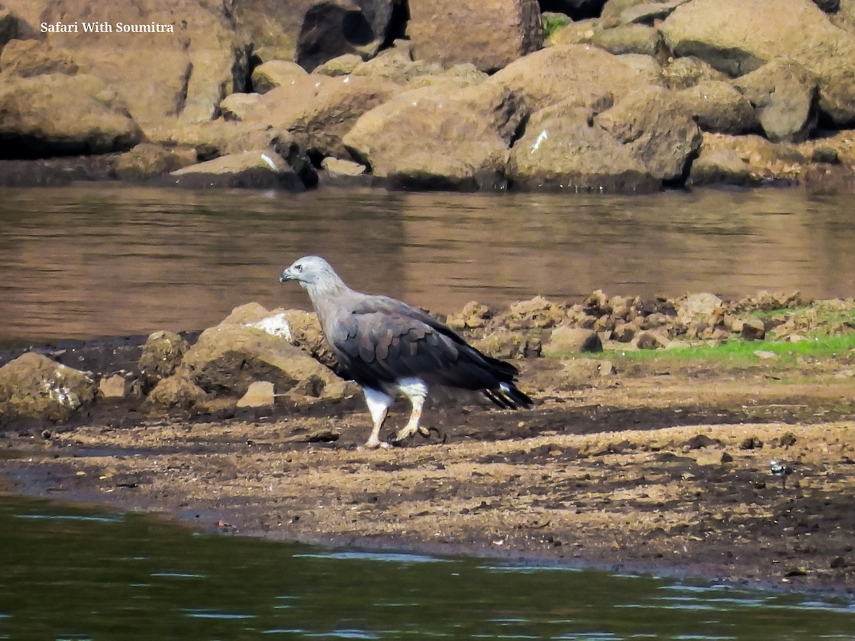 Gray-headed Fish-Eagle - ML590913981