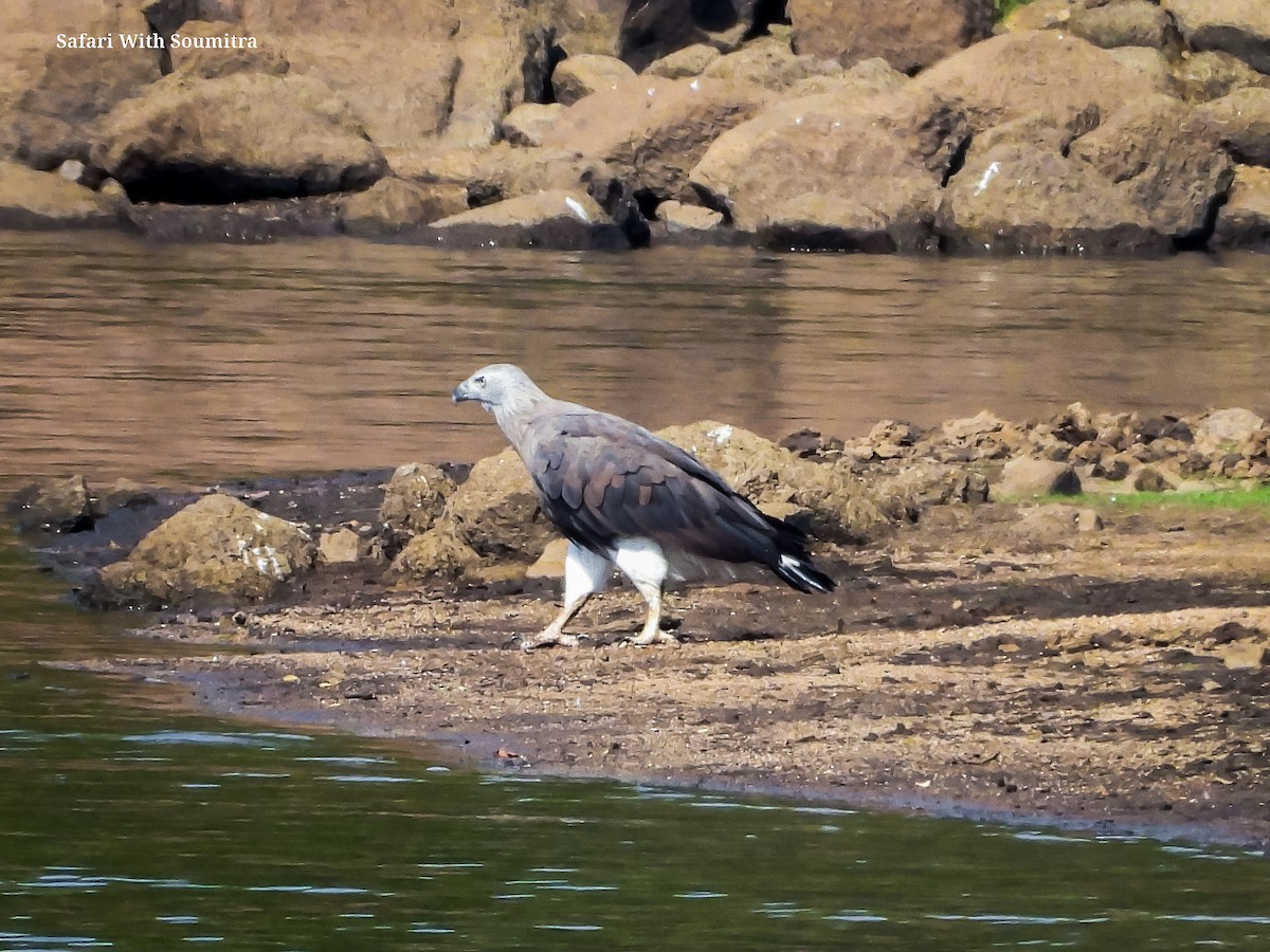 Gray-headed Fish-Eagle - ML590913991