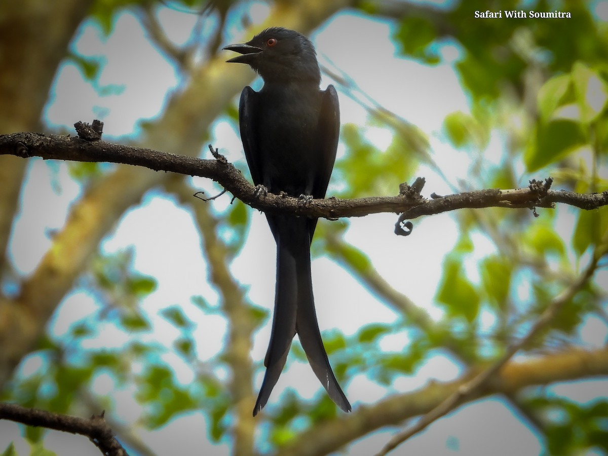 Ashy Drongo - ML590914031