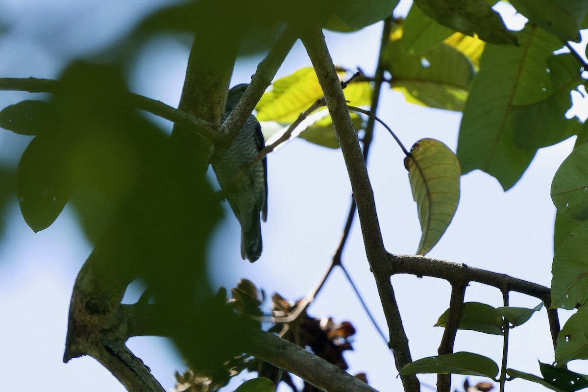 Lesser Cuckooshrike - Sam Hambly