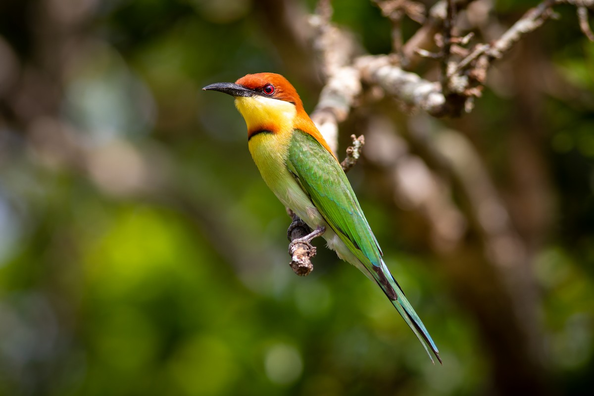 Chestnut-headed Bee-eater - Morten Lisse