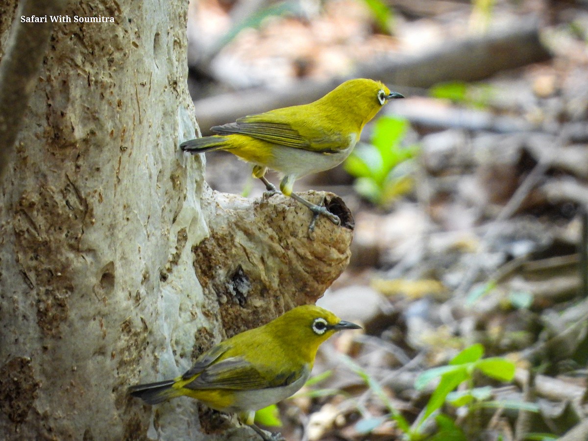 Indian White-eye - ML590914491