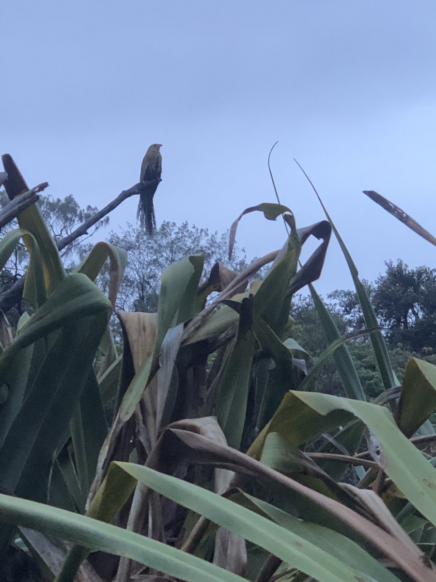 kukačka bažantí - ML590914861