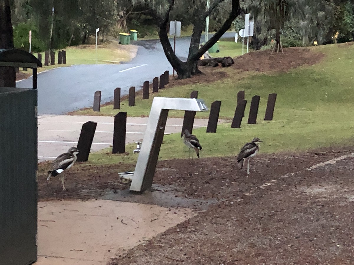 Bush Thick-knee - ML590914881