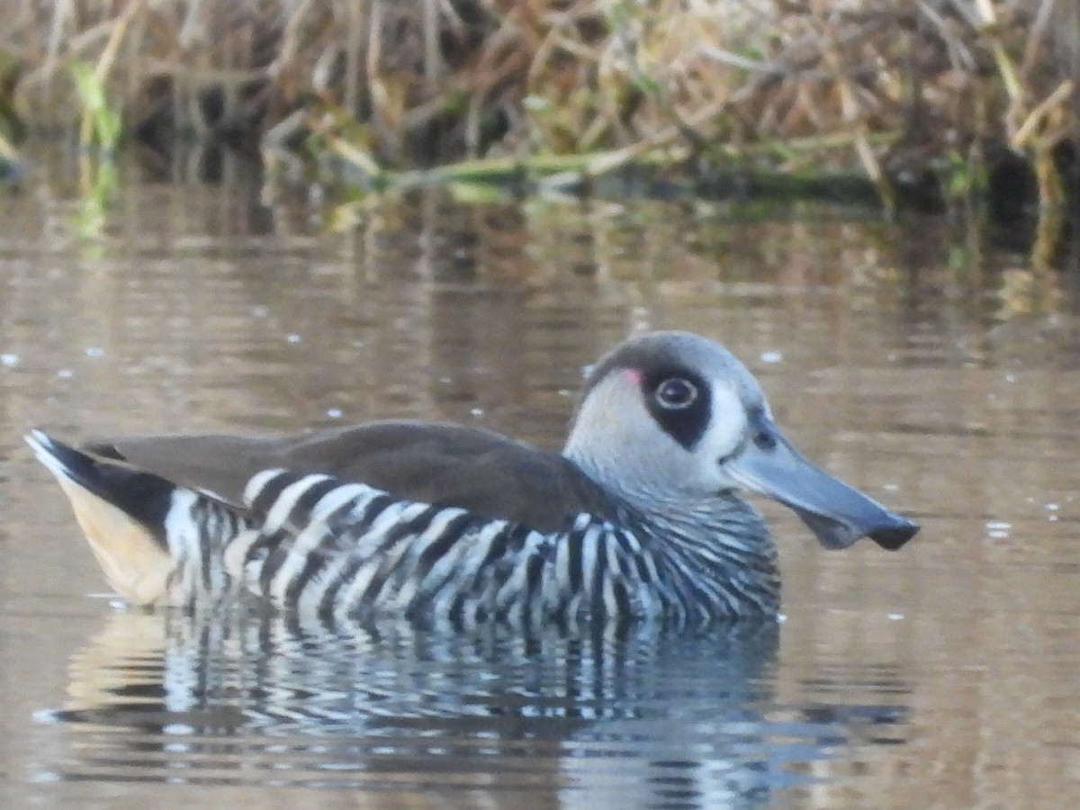 Pink-eared Duck - ML590915891