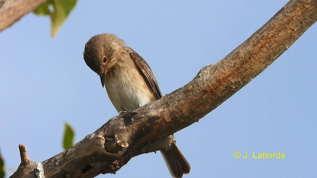 Spotted Flycatcher - ML590916291