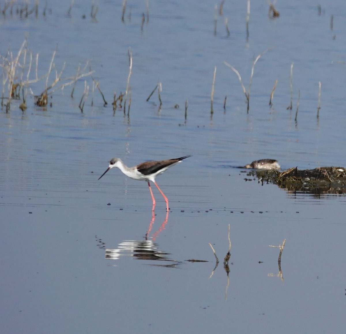 Black-winged Stilt - ML590916461