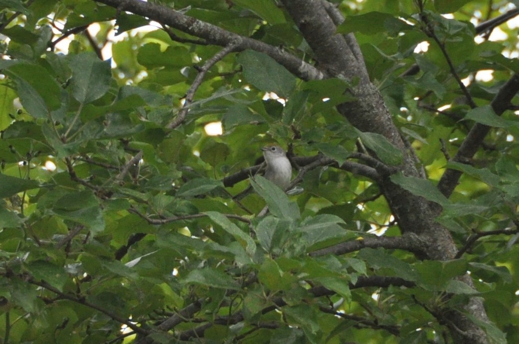 Chestnut-sided Warbler - ML59091661