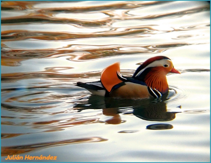Mandarin Duck - ML590917461