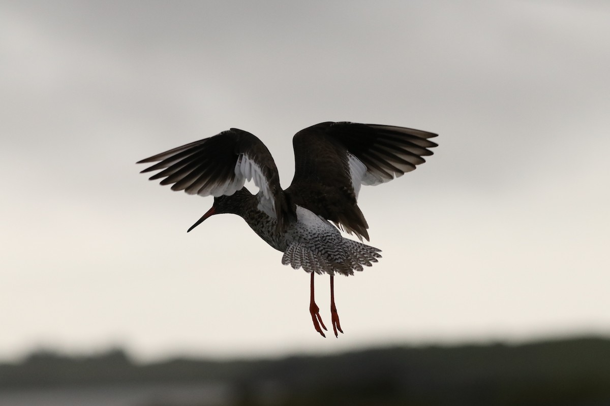 Common Redshank - ML590918331