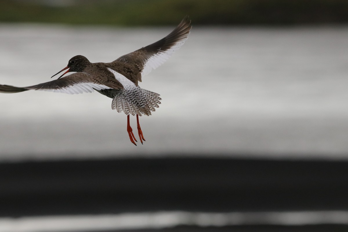 Common Redshank - ML590918341