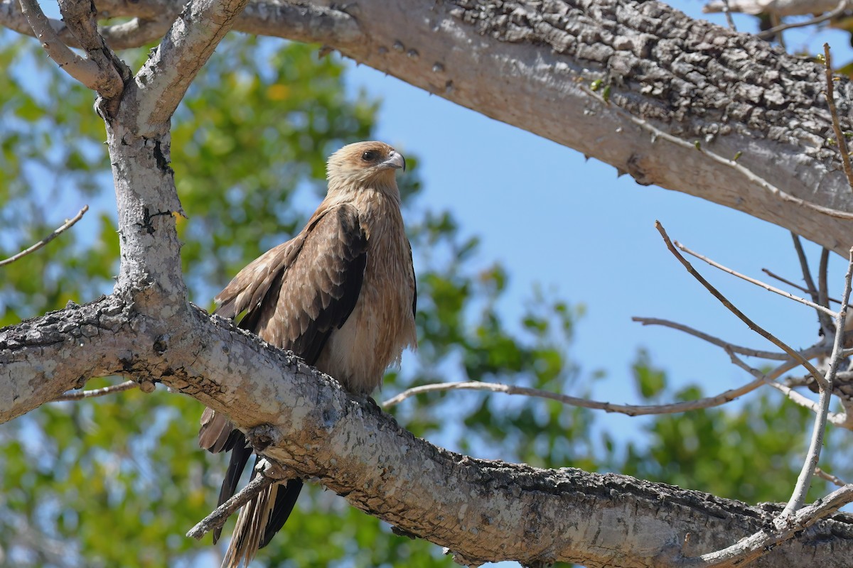 Whistling Kite - Scott Linnane